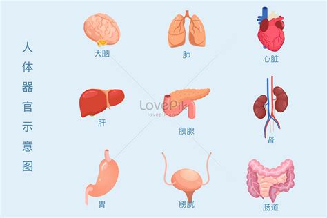 內臟有哪些|內臟